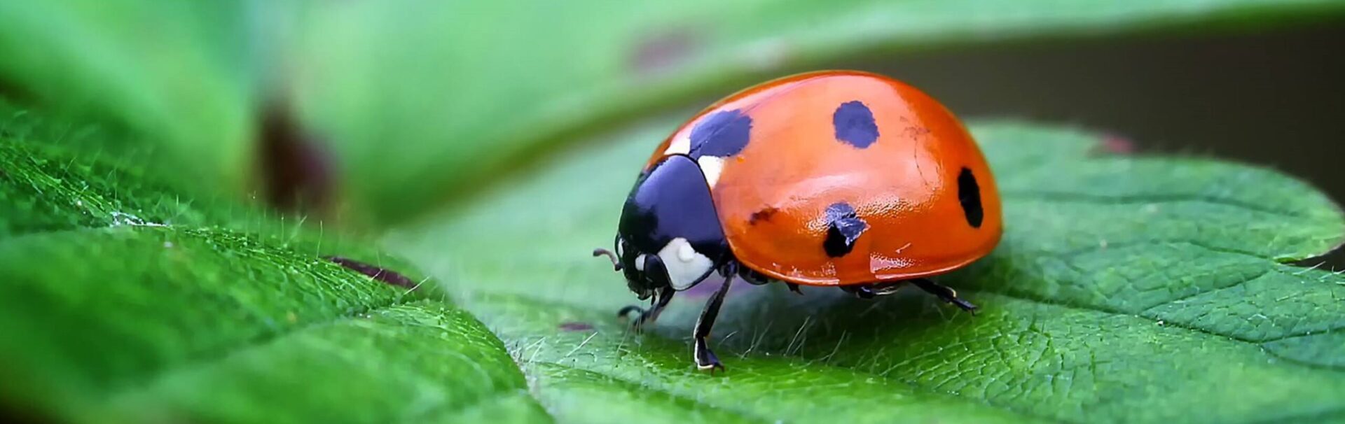 Image_ladybug_wide